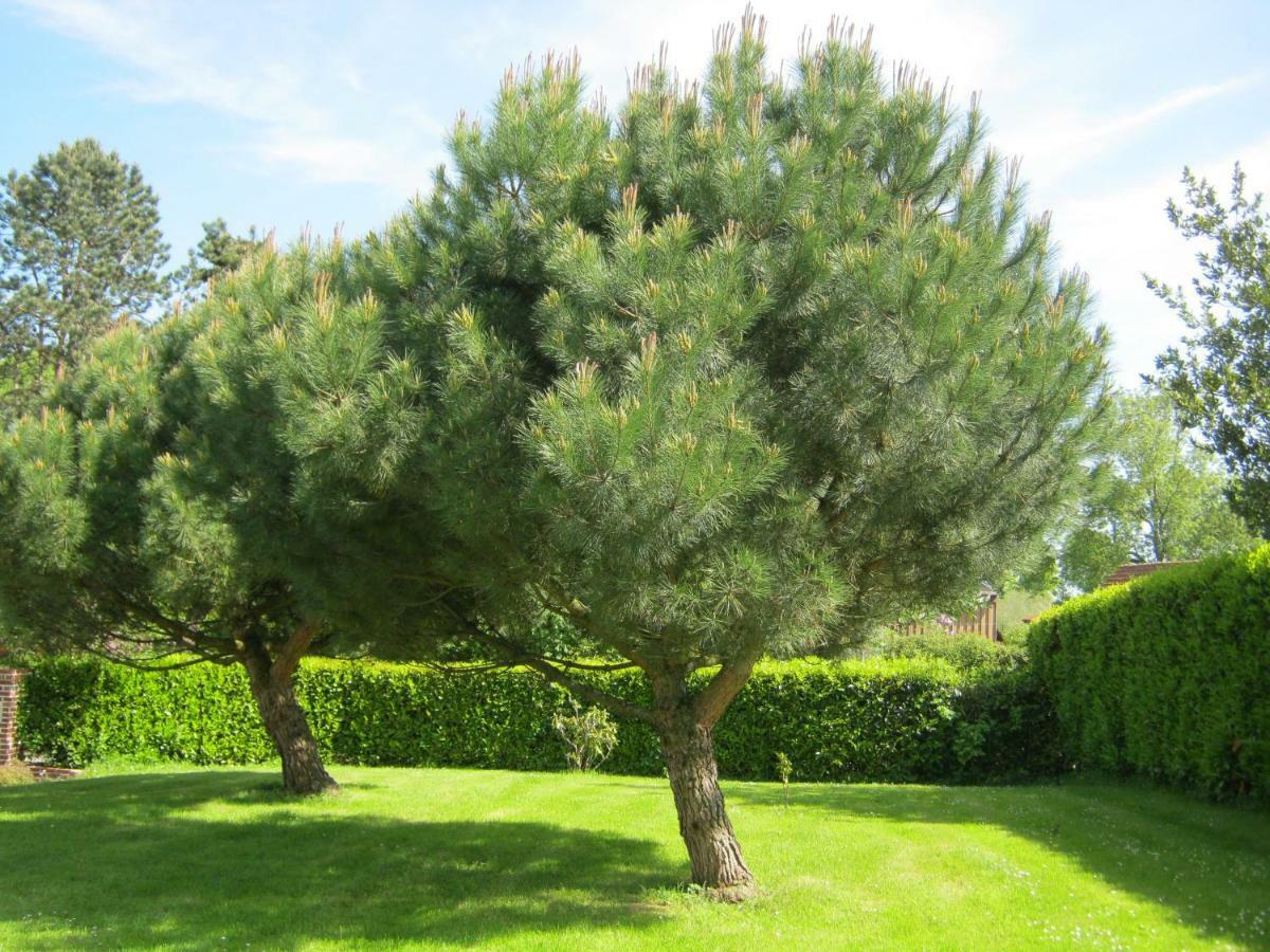 Gite Des Pins Penches Brunville Luaran gambar